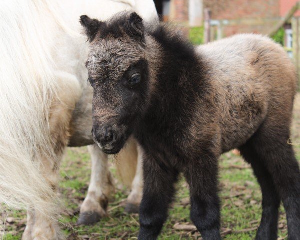 foal Coco (Shetland pony (under 87 cm), 2024)