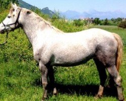 jumper Call Girl des Sources (French Pony, 2012, from Dexter Leam Pondi)