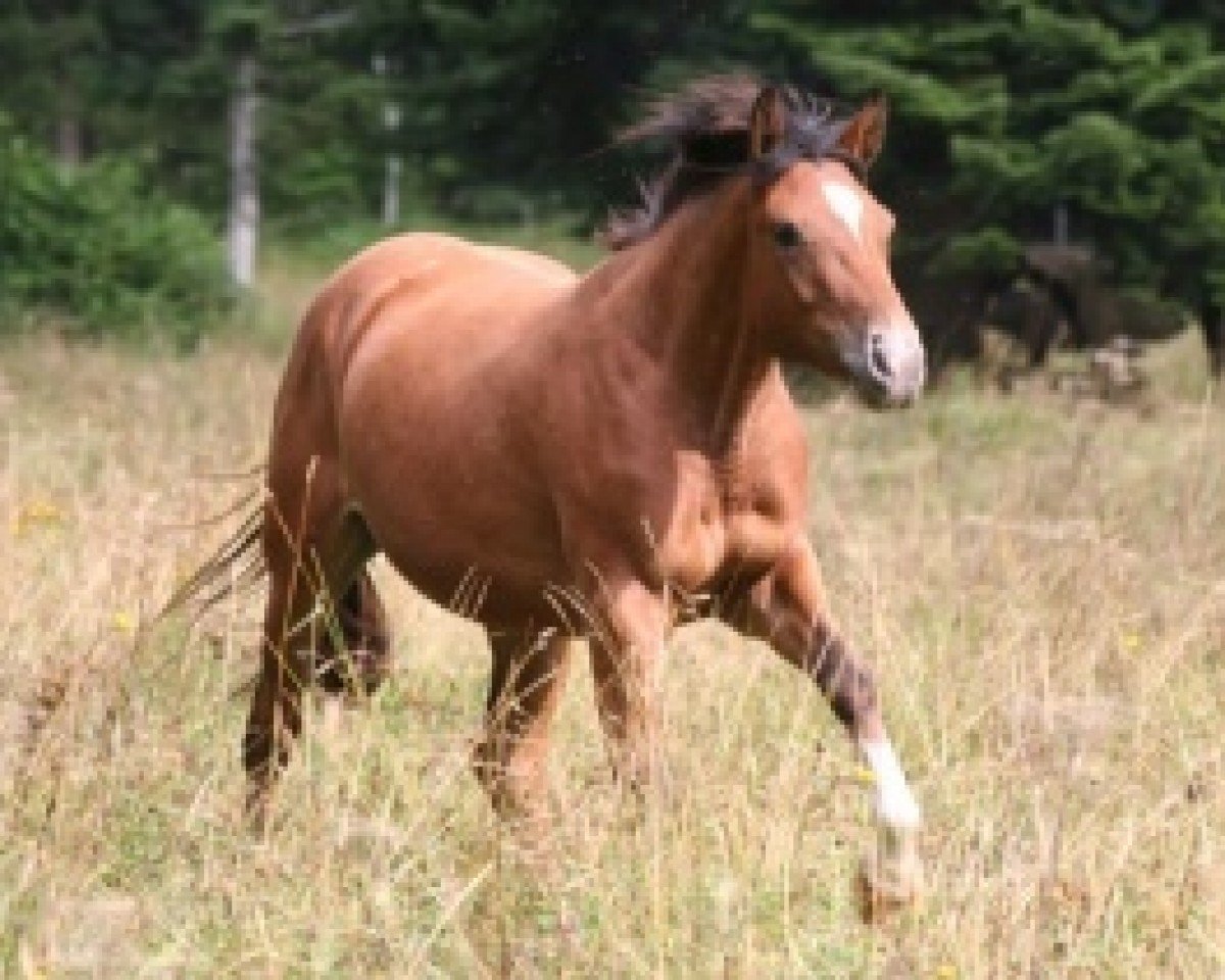 broodmare Venise des Sources (Selle Français, 2009, from Happy Vergoignan AA)