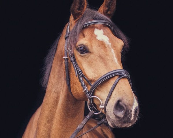 dressage horse Sherlock Holmes 20 (Westphalian, 2008, from Showmaker)