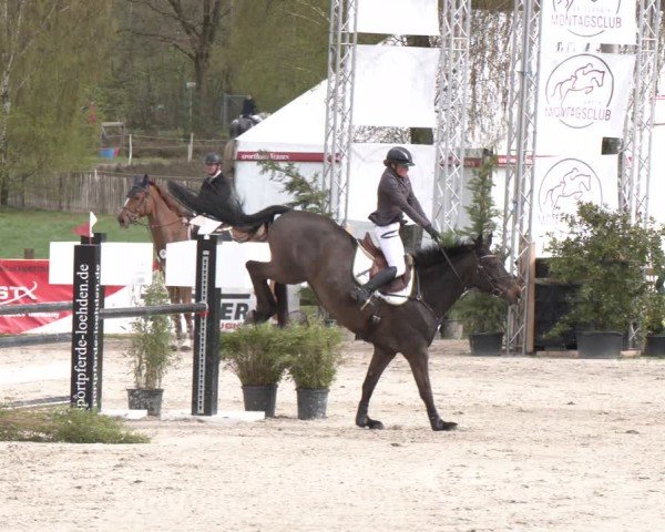 Reitturnier Westergellersen 2024