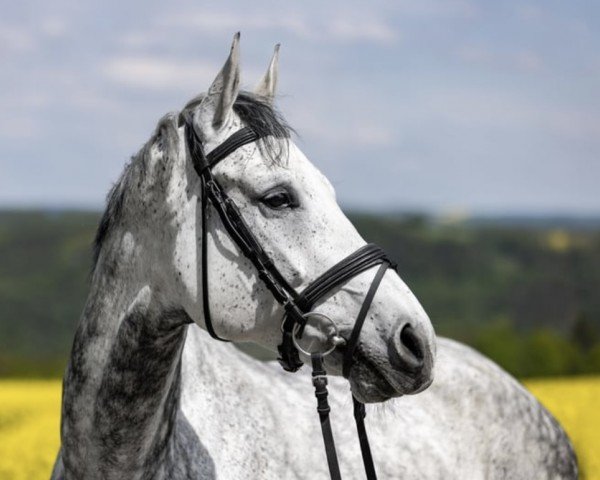 Springpferd Rubina 461 (Deutsches Sportpferd, 2014, von Ciacomini)