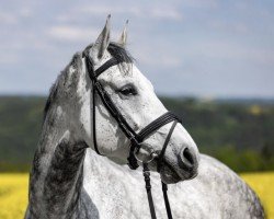 jumper Rubina 461 (German Sport Horse, 2014, from Ciacomini)