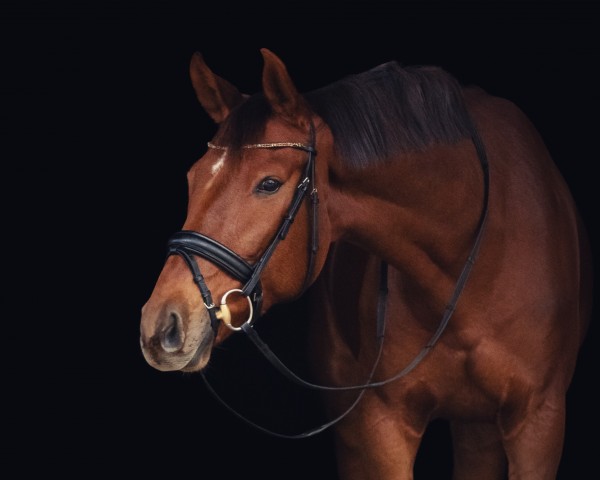 dressage horse Fönix (Hanoverian, 2017, from Fidertanz)