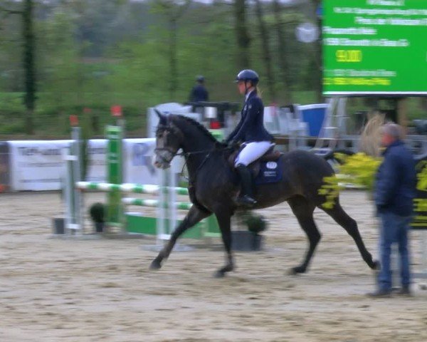 Reitturnier Rhede 2024