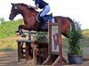 jumper Finlay 19 (German Riding Pony, 2009, from For Kids Only)