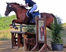 jumper Finlay 19 (German Riding Pony, 2009, from For Kids Only)