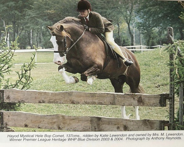 horse Hayod Mystical Hele Bop Comet (Welsh-Cob (Sek. D), 1997, from Babiog Rhodri)