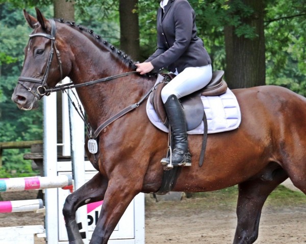 jumper Danger 74 (Hanoverian, 2016, from Dante Weltino Old)