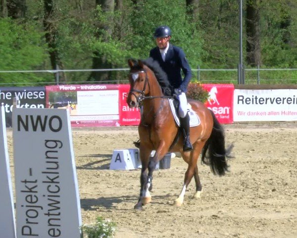 Reitturnier Rhede 2024