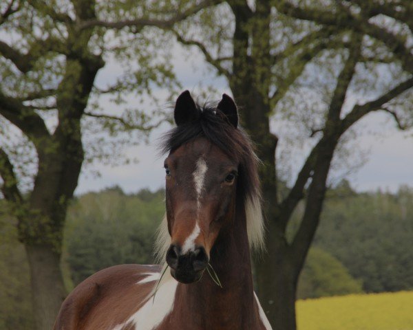 horse Avi (Lewitzer, 2009, from Armani)