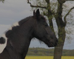 horse Lucky (Pinto, 2017, from Sir Ludwig)