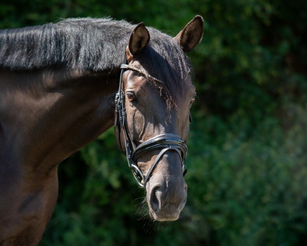 dressage horse Farani 4 (Hanoverian, 2016, from Fantastic)