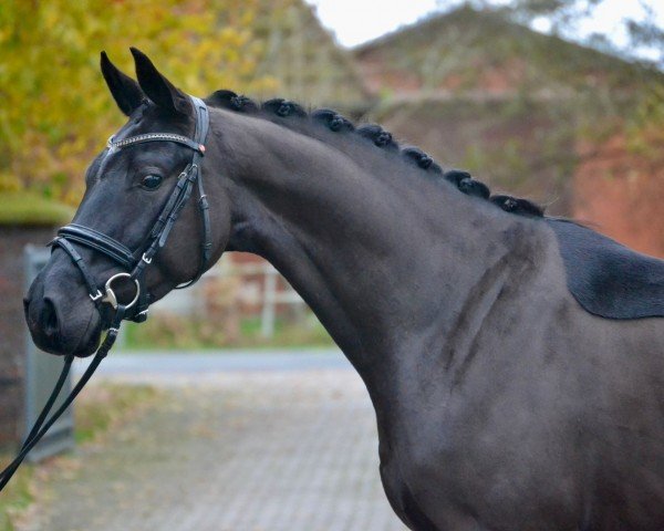 dressage horse Financial Times (Oldenburg, 2020, from Fürstenball)