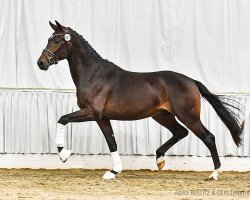 dressage horse D'Angelotti (Oldenburg, 2021, from Dynamic Dream)