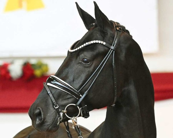 dressage horse Glamourboy (Westphalian, 2021, from Glamourdale)