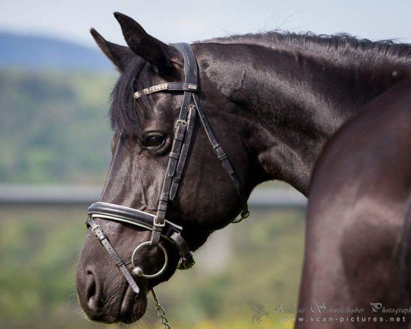 broodmare Flame (KWPN (Royal Dutch Sporthorse), 2010, from Gribaldi)