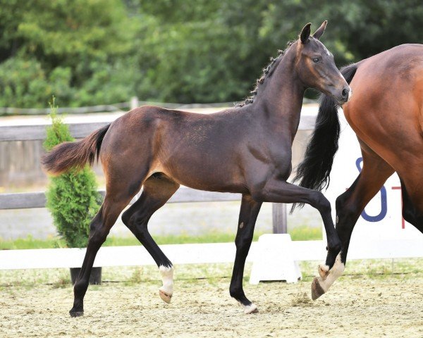 dressage horse Dynahawk (Oldenburg, 2023, from Dynamic Dream)