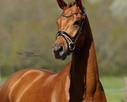 dressage horse Aperol AS (Oldenburg, 2018, from Asgard's Ibiza)