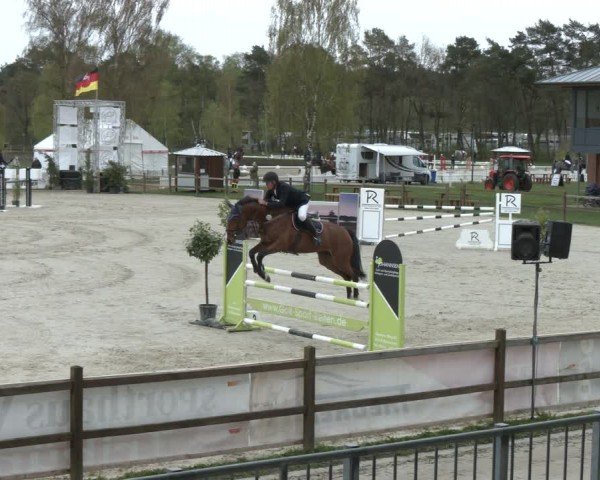 Reitturnier Westergellersen 2024
