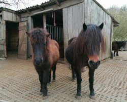 horse Ghania vom Schollbruch (Dt.Part-bred Shetland pony, 2023, from Kobold vom Allerhop)