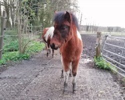 horse Makita vom Allerhop (Dt.Part-bred Shetland pony, 2023, from Kobold vom Allerhop)