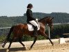 dressage horse Champions Velvet Lady (German Riding Pony, 2007, from FS Champion de Luxe)