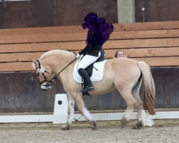 horse Unforgettable de la Vallee (Fjord Horse, 2018, from Tallak Ask)