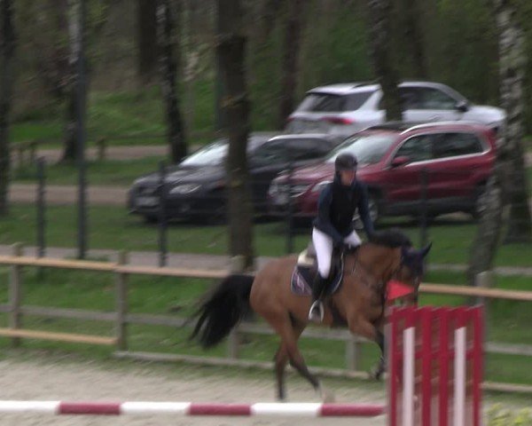 Reitturnier Westergellersen 2024