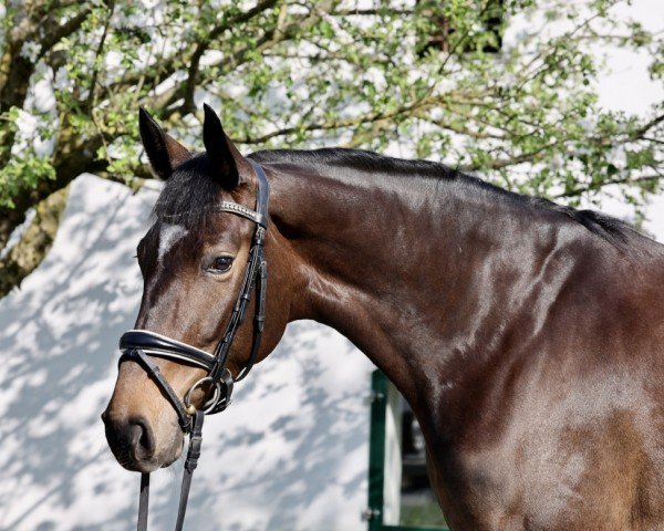 dressage horse Eilisha ZhD (Hanoverian, 2020, from Escamillo)