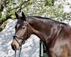 dressage horse Eilisha ZhD (Hanoverian, 2020, from Escamillo)