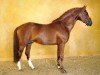 Deckhengst Royal Aronn du Vassal (Französisches Pony, 2005, von Aron N)