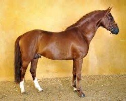 stallion Royal Aronn du Vassal (French Pony, 2005, from Aron N)