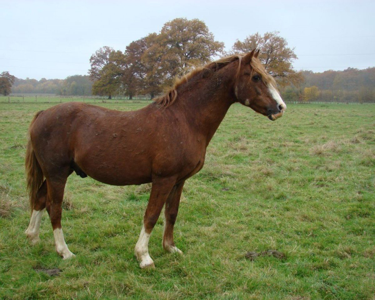 stallion Ringo Sponte (Welsh-Cob (Sek. C), 1983, from Wildham Flying Free)