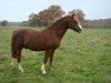 Deckhengst Ringo Sponte (Welsh-Cob (Sek. C), 1983, von Wildham Flying Free)