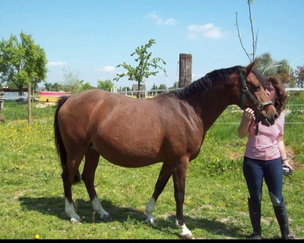 broodmare Steenport Crossandra (Rhinelander, 1992, from Capri Moon)