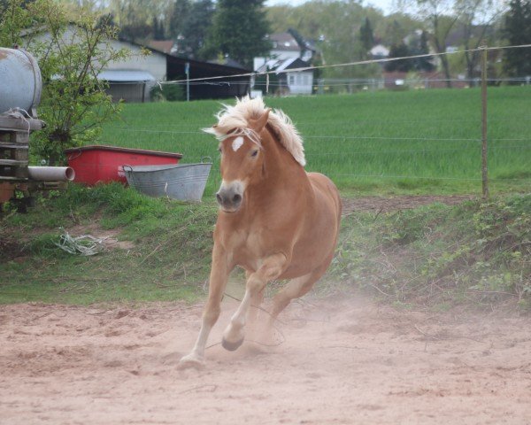 Pferd Legolas (Haflinger-Mix, 2015, von liz.266/T Straden)