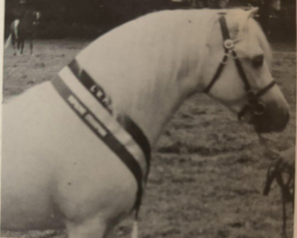 horse Hollytree Saturn (Welsh mountain pony (SEK.A), 1984, from Revel Jupiter)