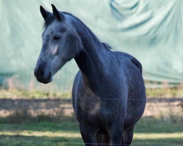 Pferd Black Devil (Kleines deutsches Reitpferd, 2001, von Speyksbosch Dancer)
