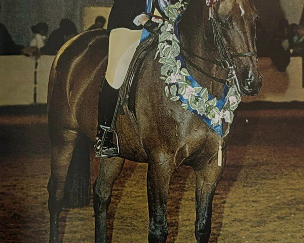 Pferd Lemington Moondance (British Sport Horse, 1995, von Fall Edge Sundance)