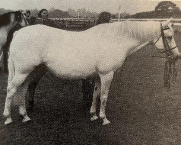 broodmare Copper Beech (Connemara Pony, 1958, from Dun Lorenzo)