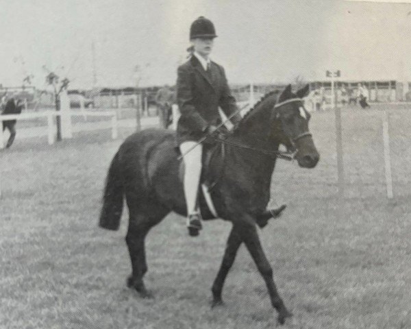 horse Ffawodden Llydan Star (Welsh-Pony (Section B), 1955, from Criban Victor)