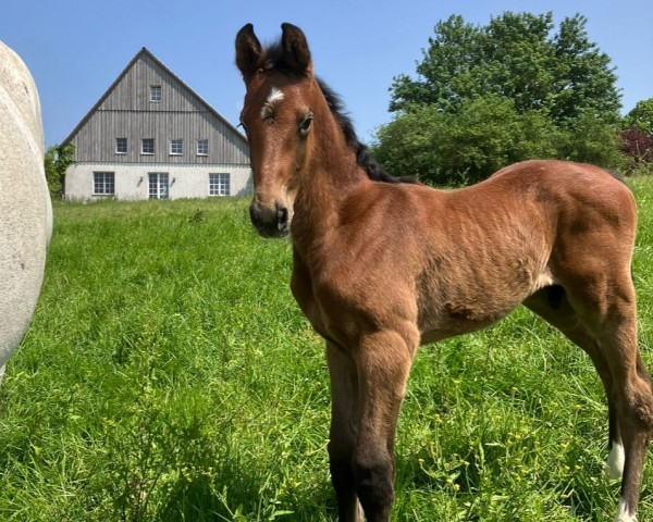 jumper TO BE HAPPY (Oldenburg show jumper, 2023, from Toucento)