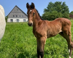 Springpferd TO BE Happy (Oldenburger Springpferd, 2023, von Toucento)