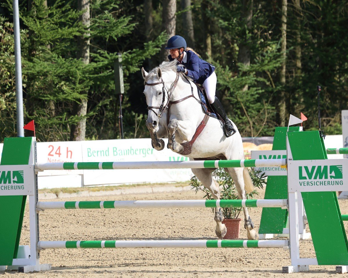 jumper Giotto 65 (Hanoverian, 2012, from Gavi)