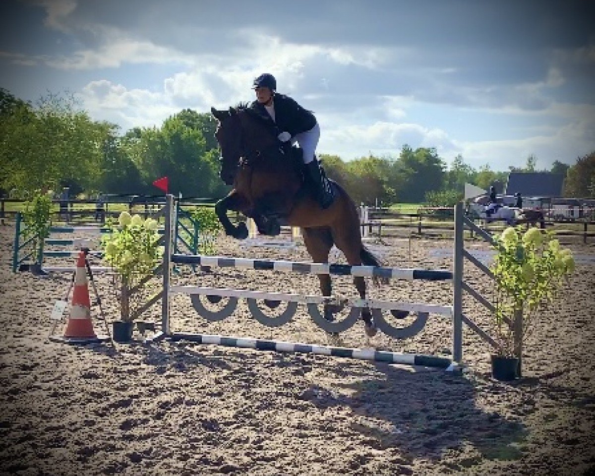 jumper Semper Fi B (Hanoverian, 2008, from Stenograph)