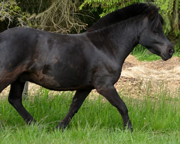 Pferd Manni (Shetland Pony, 2018, von Heineken van Groenendaal)