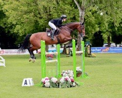 jumper Magic van 'T Laar (Belgian Warmblood, 2012, from VDL Cardento 933)