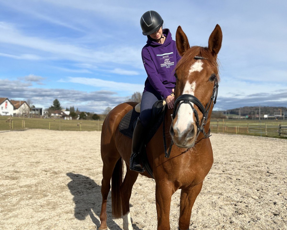 jumper Journee D'Osnard (Selle Français, 2019, from Niagara d'Elle)