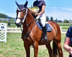 Springpferd Nunoga CH (Schweizer Warmblut, 2012, von Ogano Sitte)